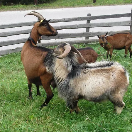 Strickhof Lantgård Schladming