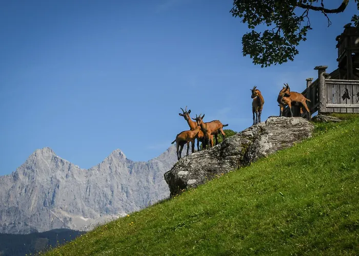 Bauernhof Strickhof Schladming