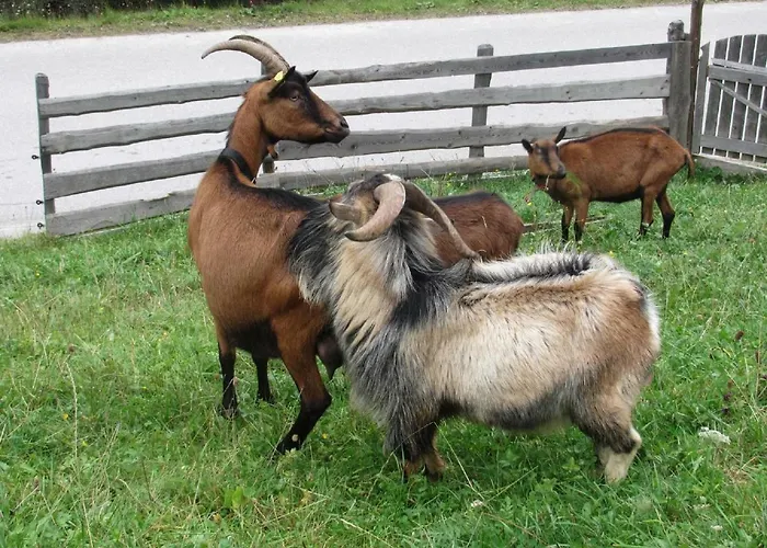 Strickhof Bauernhof Schladming